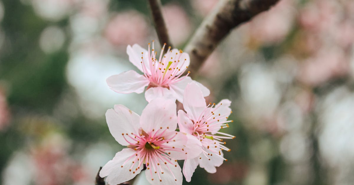 découvrez le voyage captivant de l'éveil artistique, une exploration des émotions et de la créativité qui transcende les limites de l'imagination. plongez dans un univers où l'art se transforme en une expérience transformative et inspirante.